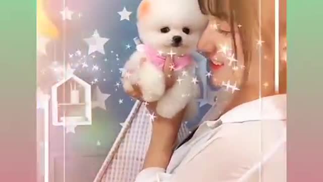 Poor Pomeranian Baby Dog, bought for little money, baby washed and made beautiful, so amazing