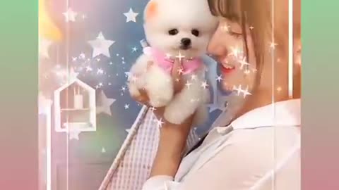 Poor Pomeranian Baby Dog, bought for little money, baby washed and made beautiful, so amazing