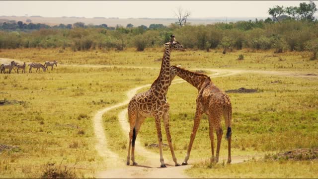 beautiful huge giraffes