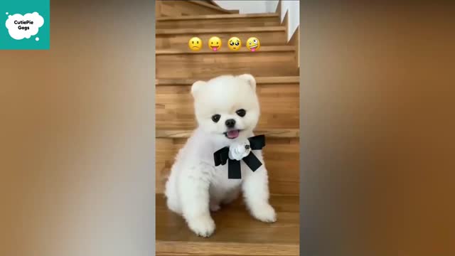 kp09-Funny and Cute Pomeranian