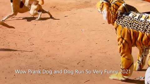 [ EPS.2 ] 😄😄😁 Fake Tiger Prank Dog - Dog Run So Fast & Very Funny