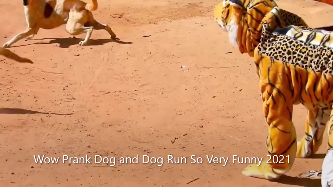 [ EPS.2 ] 😄😄😁 Fake Tiger Prank Dog - Dog Run So Fast & Very Funny