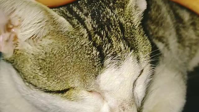 Cat are you looking for good very funny cat