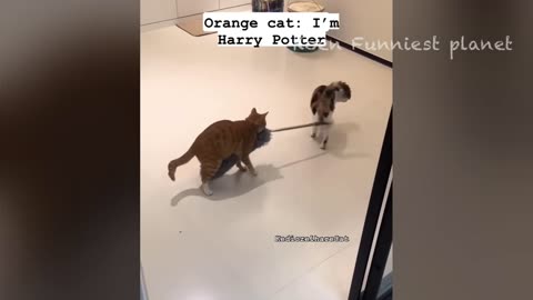 The best funny cat and dog clips