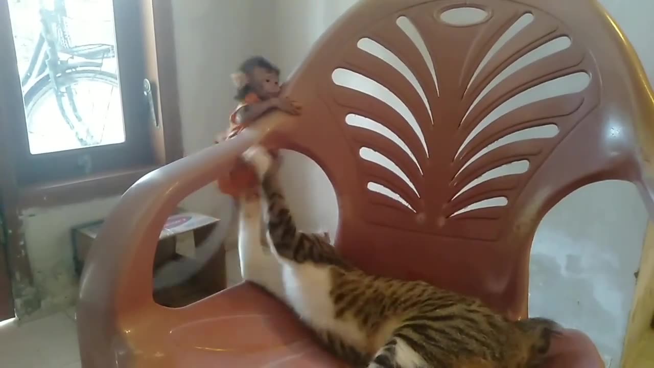 playing with the monkey child cat