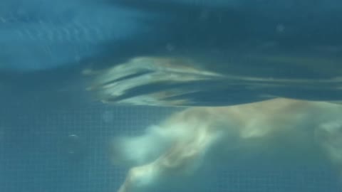 Dog swimming