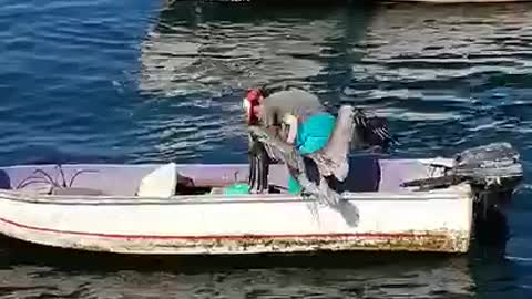 Fisherman Gives Pelican a Friendly Hug