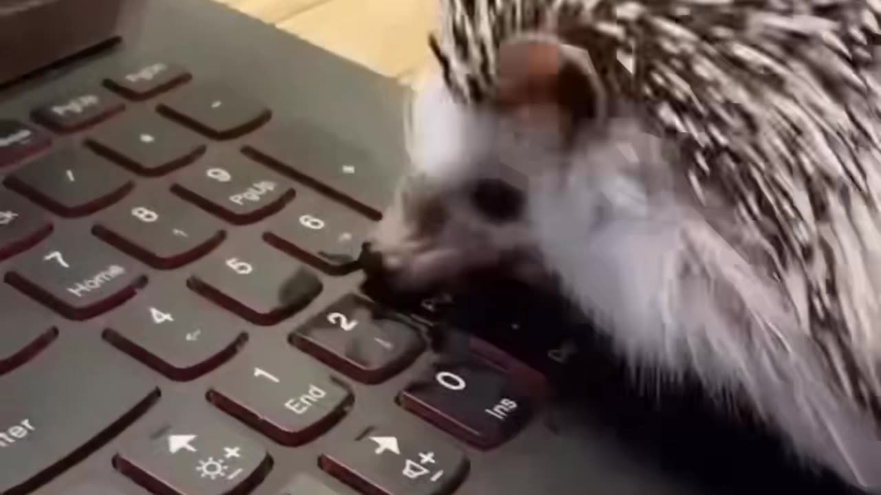 Hedgehog the Computer hacker