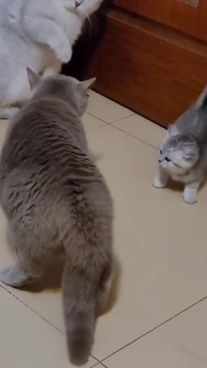 8.cat fight video 😡