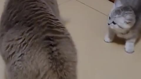 8.cat fight video 😡