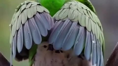 The most beautiful scenes of tenderness in the animal world