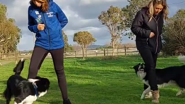 Two young Border Collies are doing tricks with their owners!