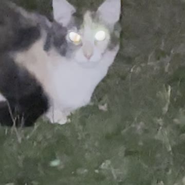 A cat at night in gardem