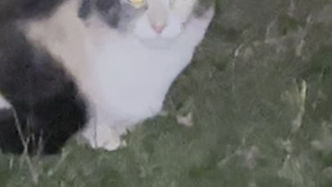 A cat at night in gardem