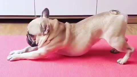 Funny Dog GYM Training