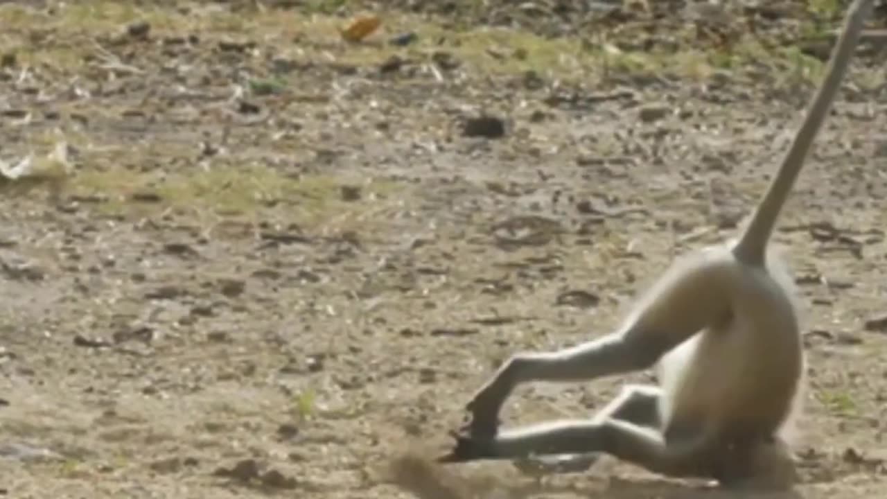 Funniest Monkey - cute and funny monkey videos