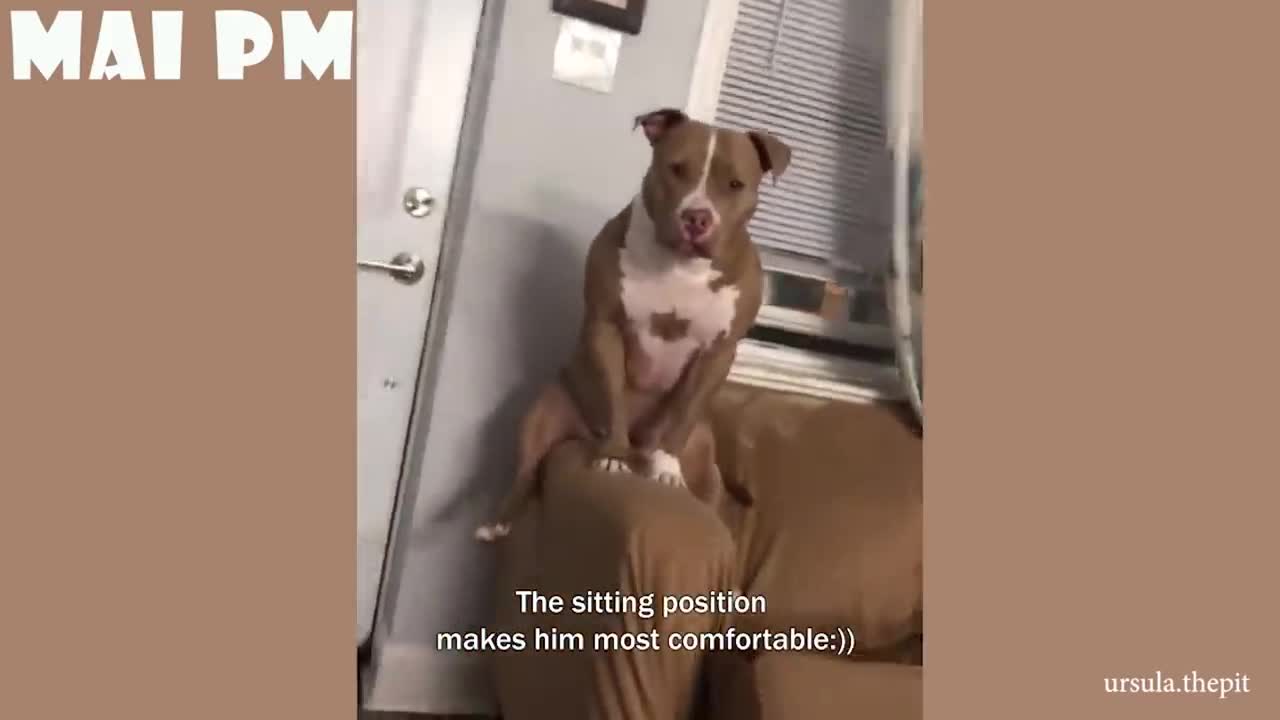 Trust me, You'll LAUGH with the FUNNIEST DOGS of 2021 - FUNNY DOG Videos