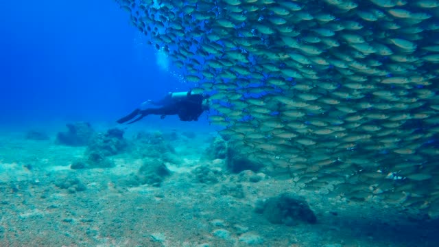 Underwater shooting Did you like the beautiful video?