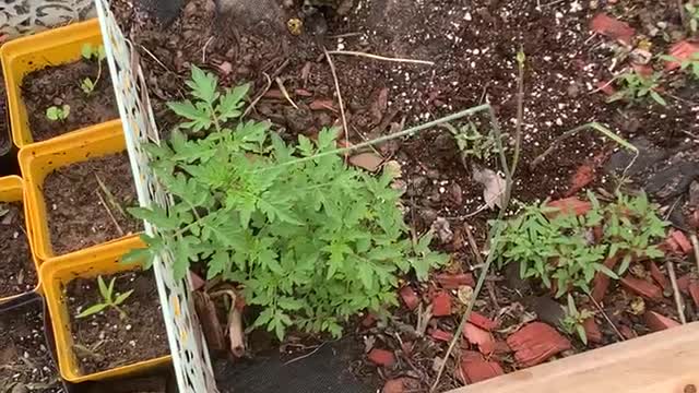 Volunteer Tomatoes