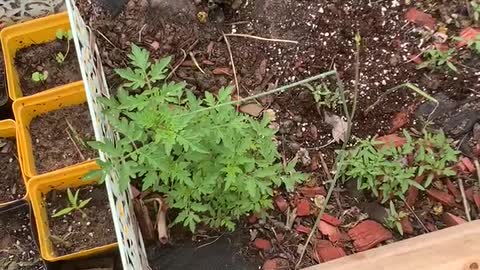 Volunteer Tomatoes