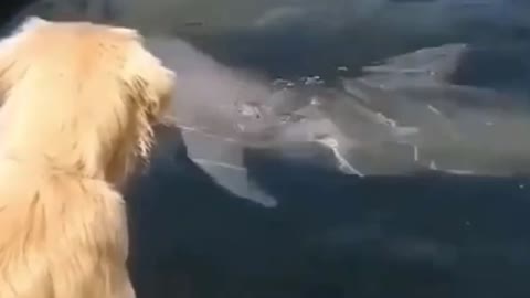 dolphin with dog