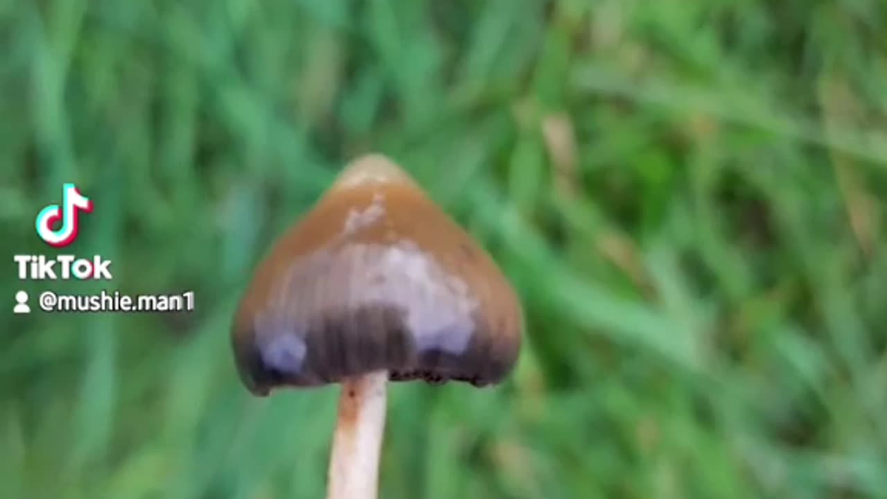 How to identify a Liberty Cap mushroom