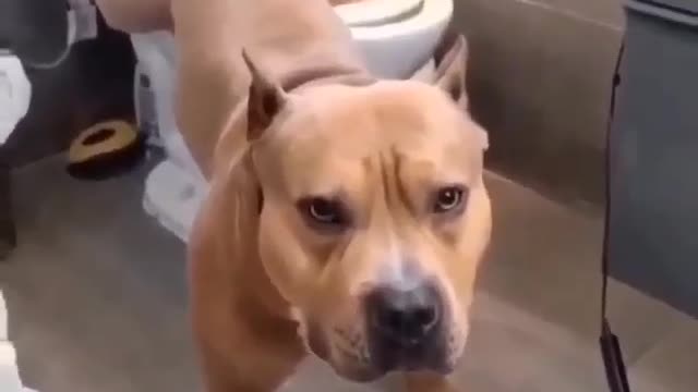 Cut Dog Funny Video