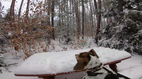 Beagle Dog has no table manners