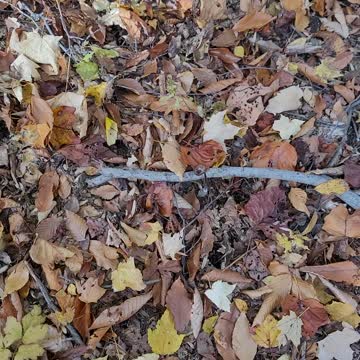 I spy mushroom hunt pt 2 super easy mode