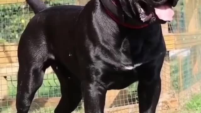 A fierce dog.😳