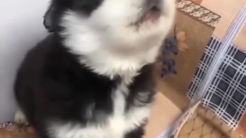 AWOOOOOOO AWOOOO - funny pet videos