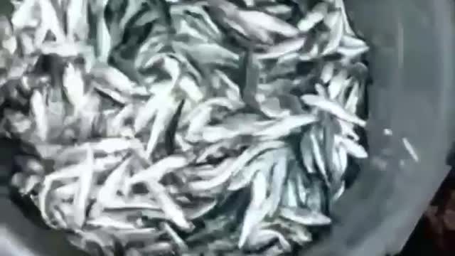 This is a beautiful and charming water-dwelling species