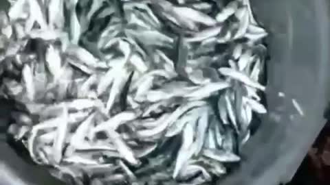 This is a beautiful and charming water-dwelling species