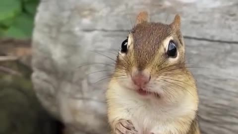 Cute animals 14 little squirrels eating pinecones