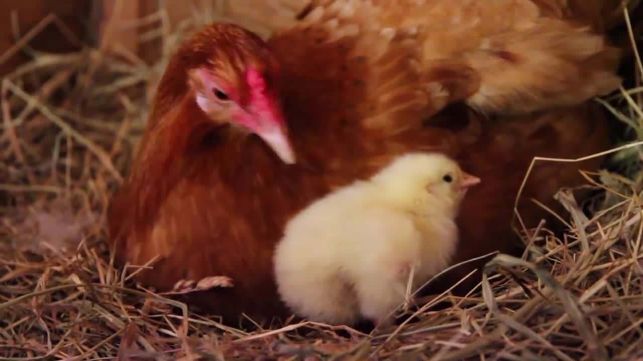 Indian Chickens Hatching!