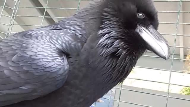 Black crow moving its wobbling its head