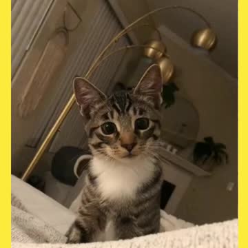 Cat, Great Dane & puppy together