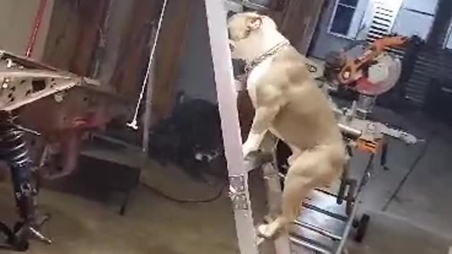 Dog Follows Dad up a Ladder