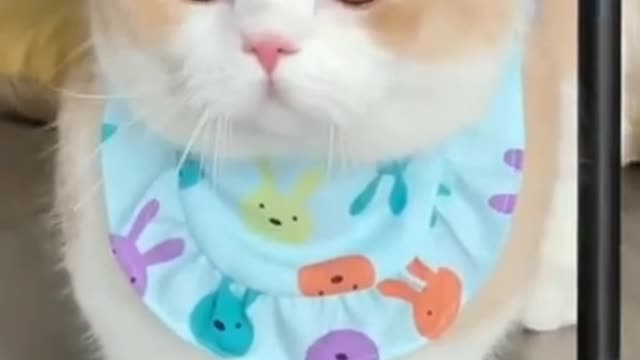 The Most Cute Kittens in the World