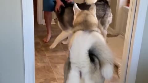 Huskies FREAK OUT After Owner VANISHES! 😱