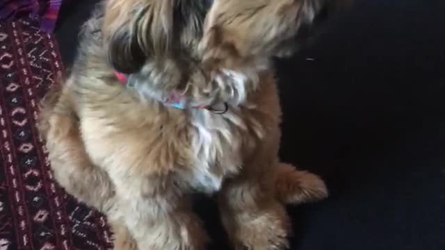 Brown puppy sticking tongue out continuously