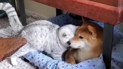 Shiba Inu meets Cat