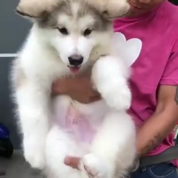 Wiggle wings puppies my friend