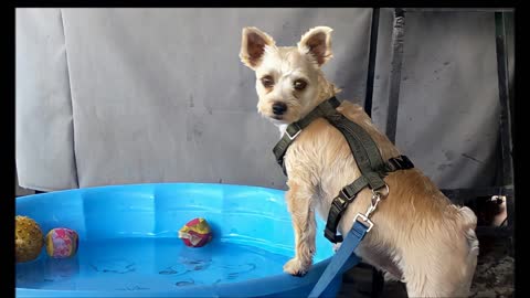 6-15-2022 - Chipper In His Pool