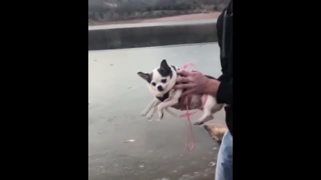 Try not to Laugh challenge 🤣🤣🤣🤣