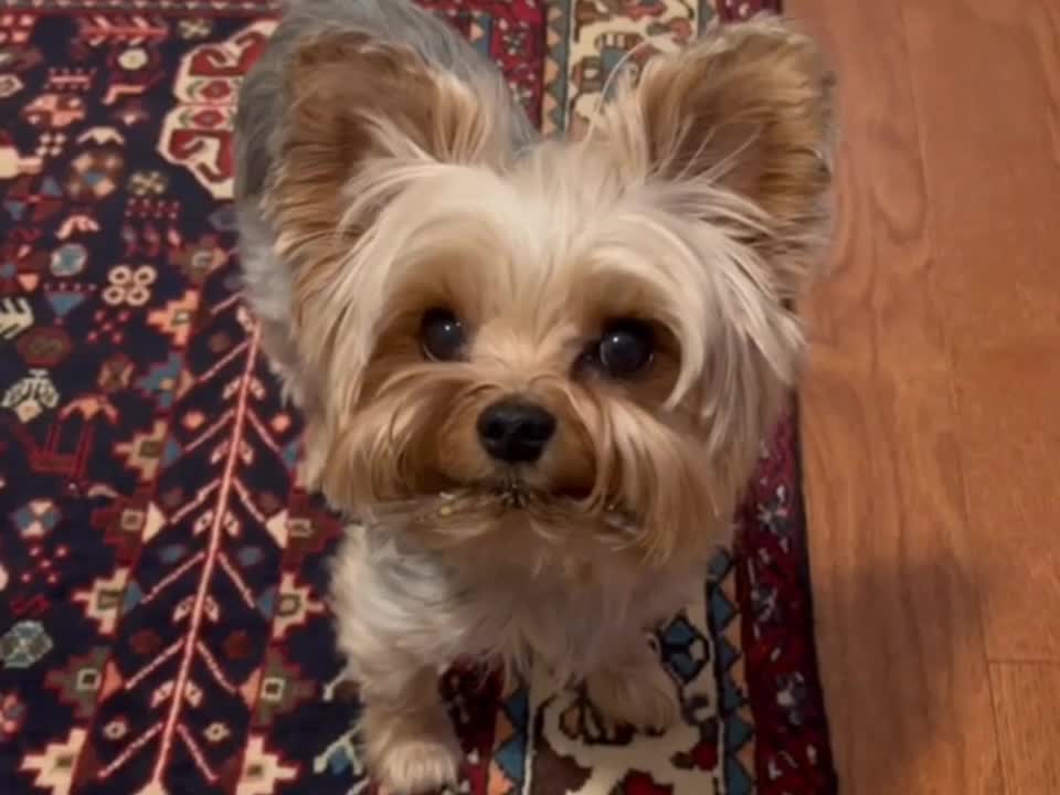 Little yorkie playing with master so cute