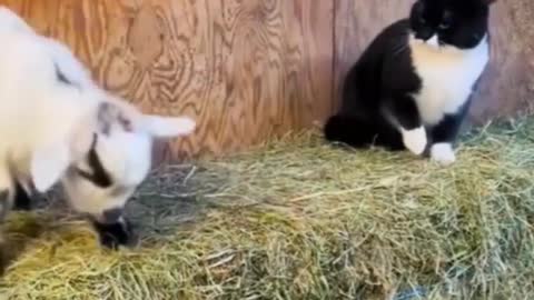 Sweet Dalmatian puppy meets gentle & loving cat