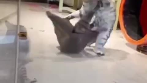 shorts 😹_ #funny Cute Animals Video😂_ #trending #animals #reels