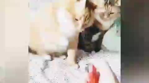 Cats and dogs funny video