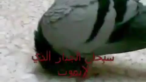 The dove kneeling on hearing the call to prayer